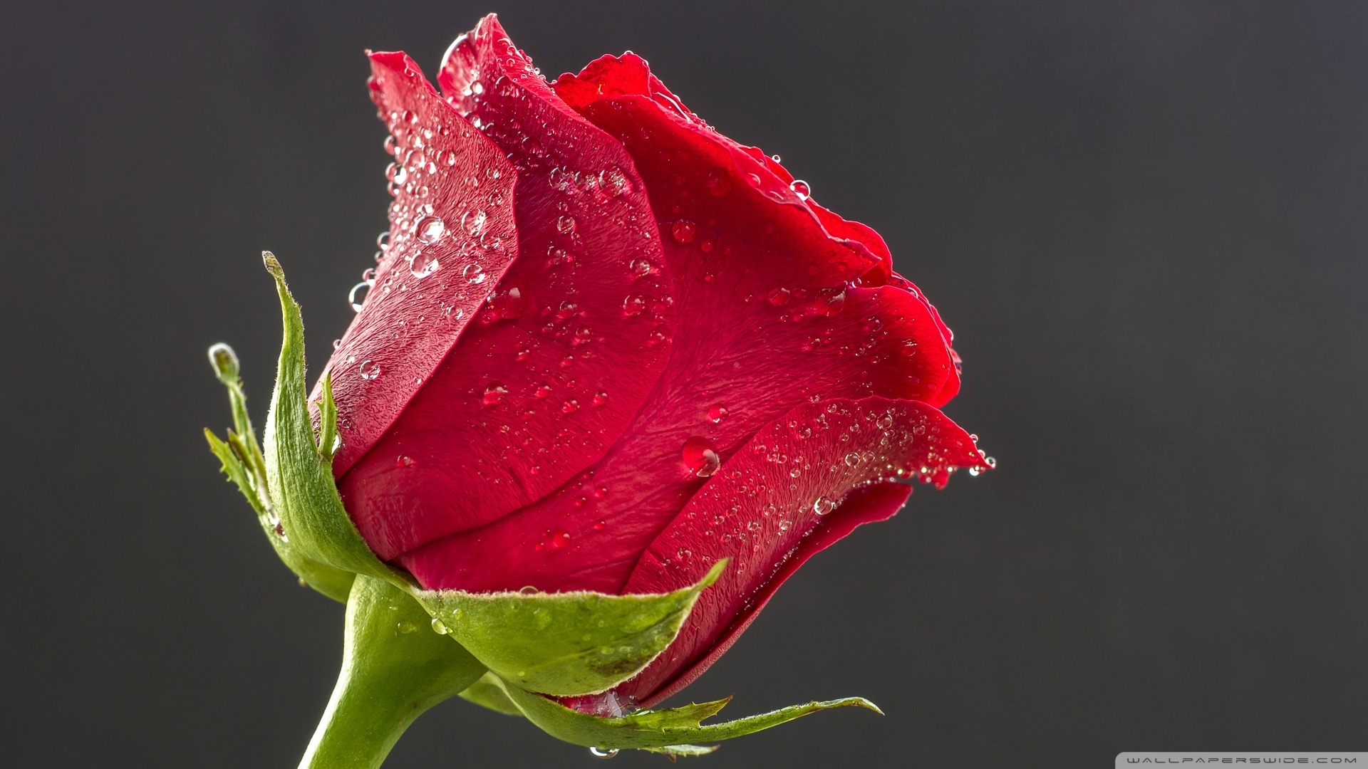 Beautiful Good Morning Love - HD Wallpaper 