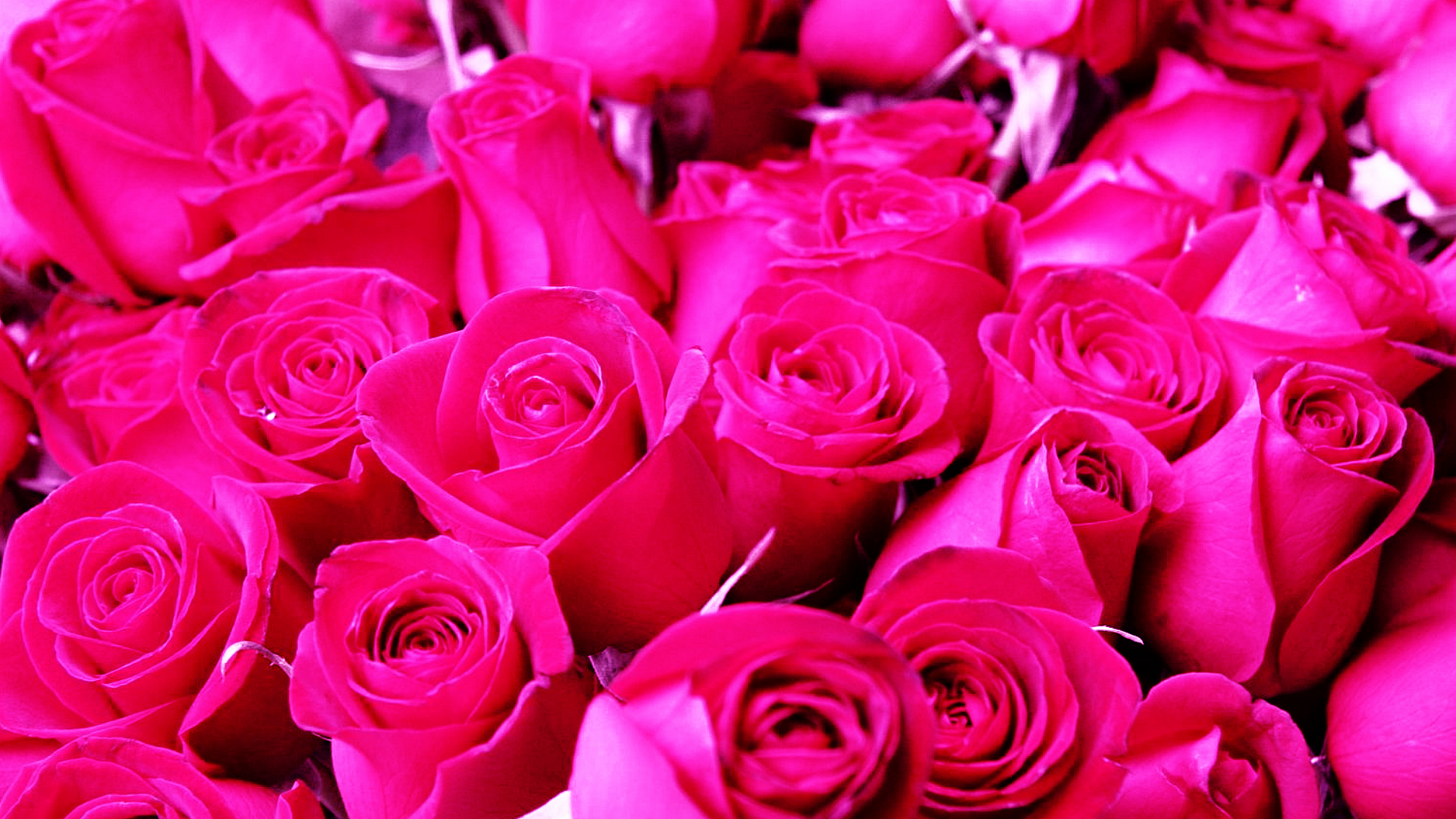 Dark Pink Rose Background - 1920x1080 Wallpaper 