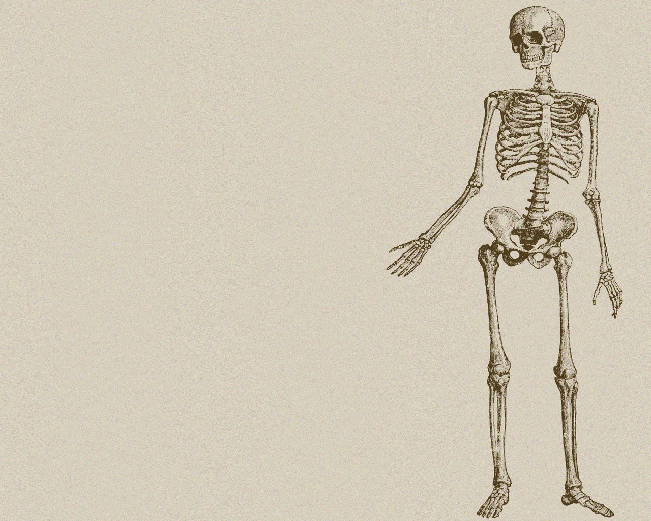 Human And Chimpanzee Skeleton - HD Wallpaper 