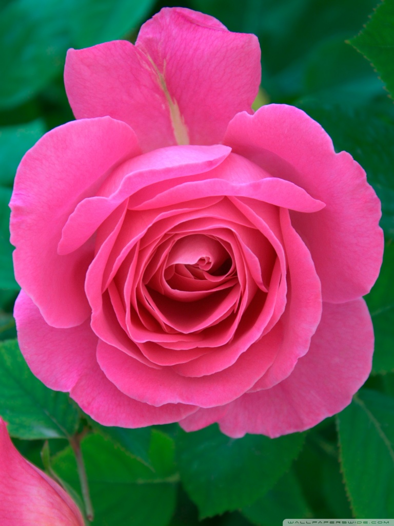 Natural Images Hd Rose - HD Wallpaper 