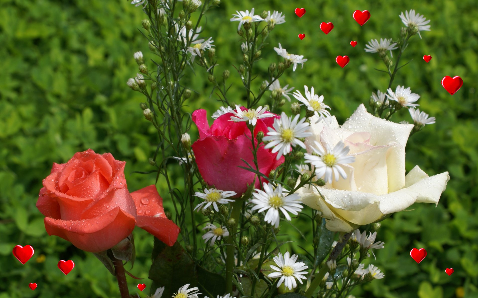Love Roses Wallpaper - Hot Pink Roses Love - HD Wallpaper 