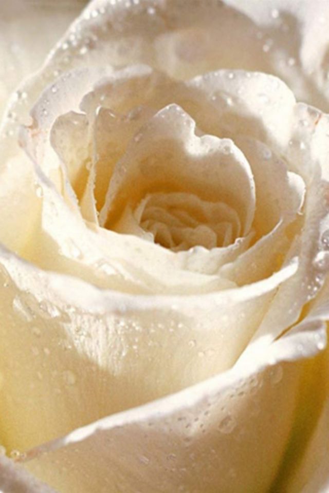 White Rose Wallpaper - Pretty Flowers Light Colors - HD Wallpaper 