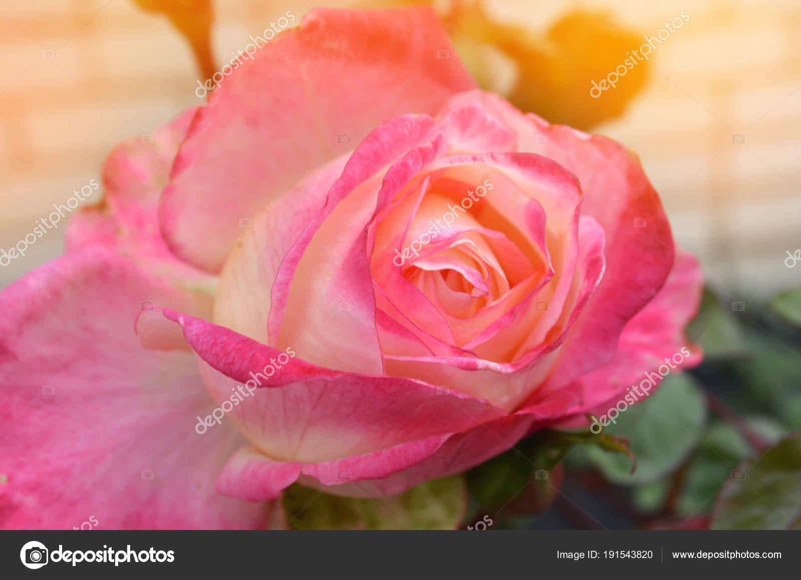 Garden Roses - HD Wallpaper 