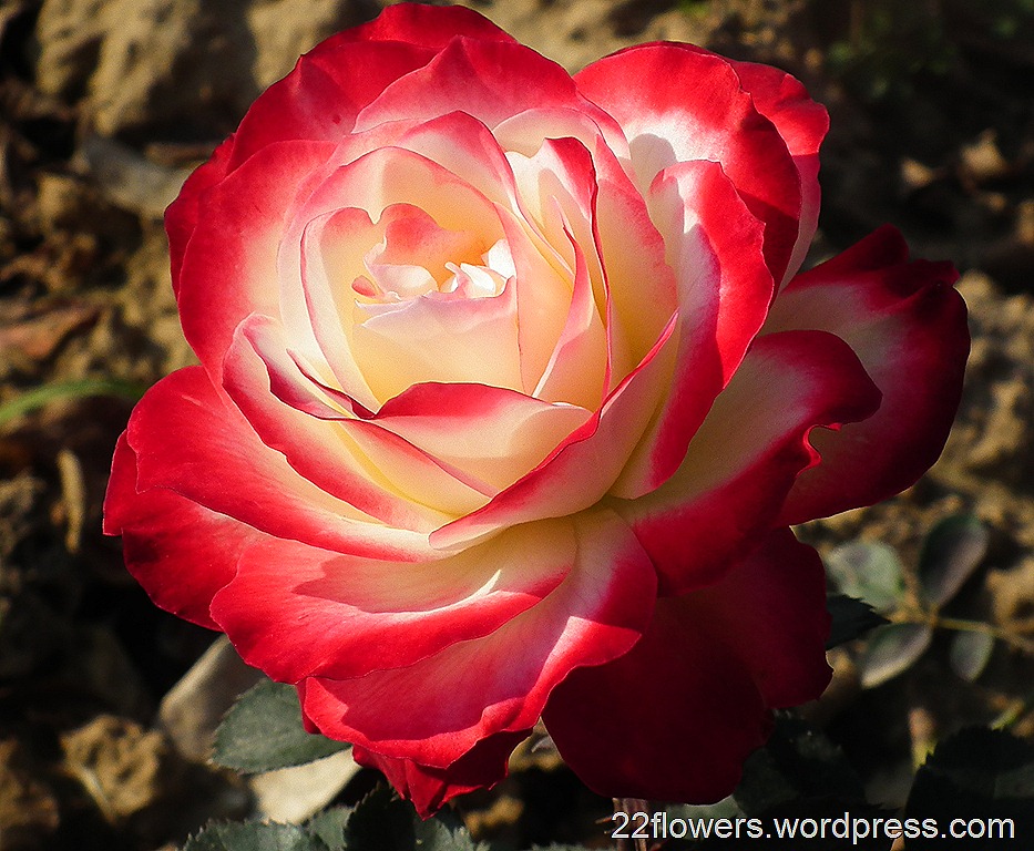 Red White Color Rose Flower - Different Color Rose Flowers - 933x768  Wallpaper 