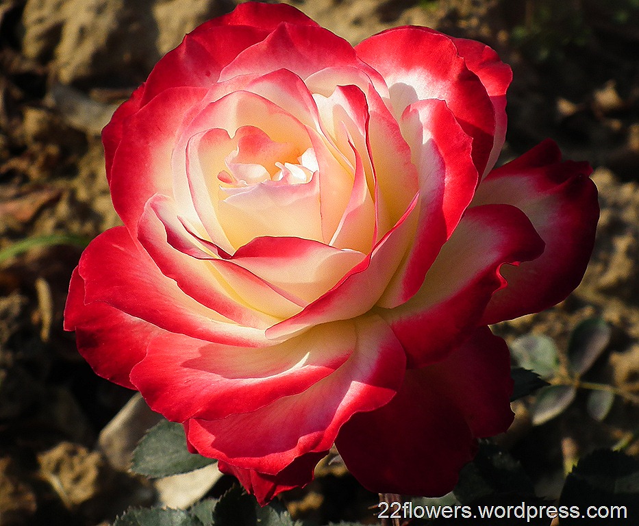 Red White Color Rose Flower - Different Color Rose Flowers - HD Wallpaper 