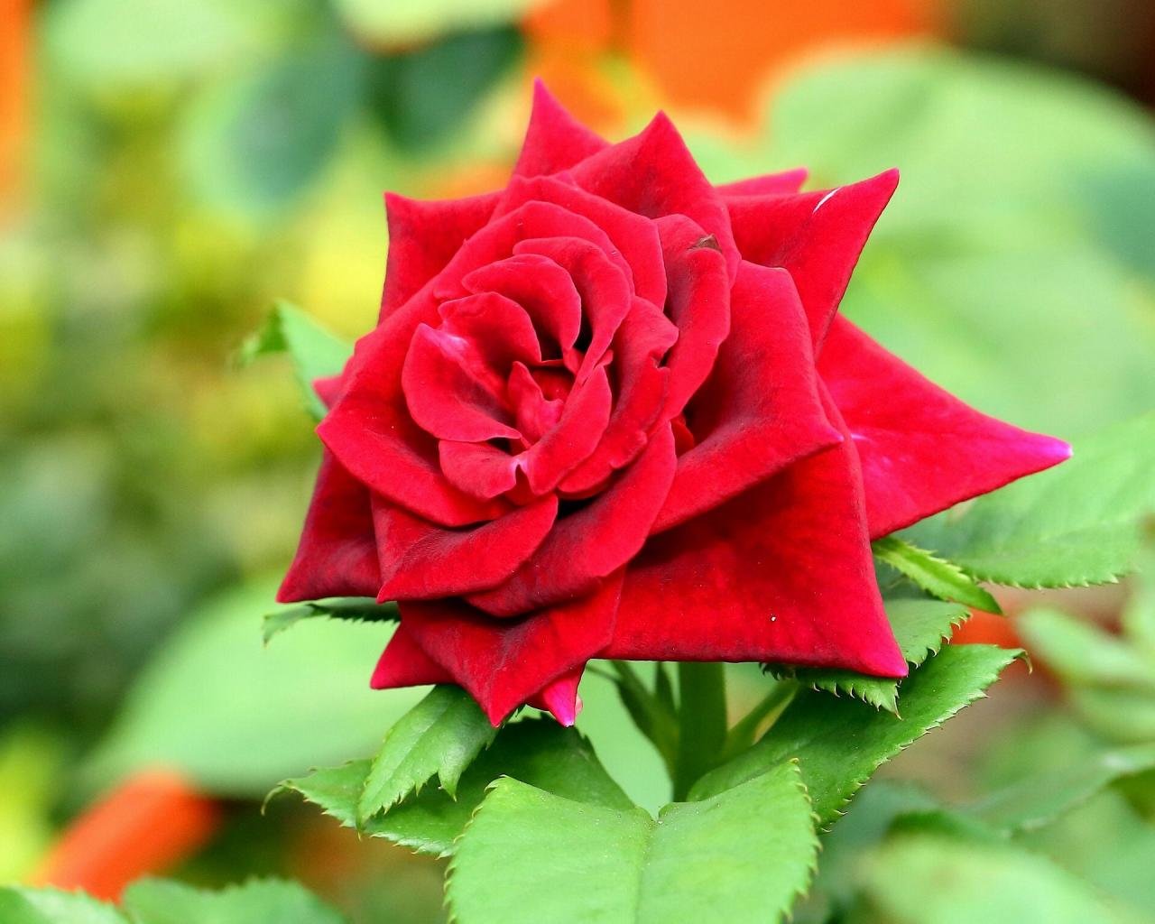 Free Download Rose Wallpaper Id - Garden Roses - HD Wallpaper 