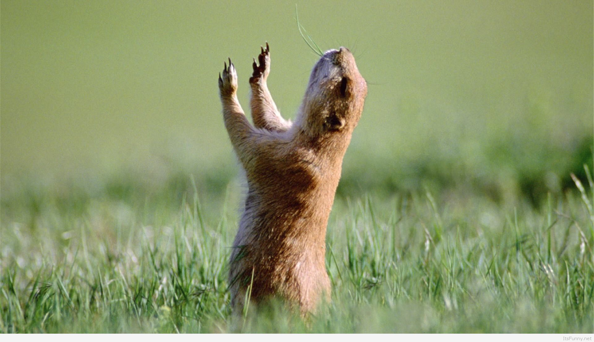 Animals Cool Funny Squirrel Wallpaper Hd Widescreen - Praise The Lord - HD Wallpaper 