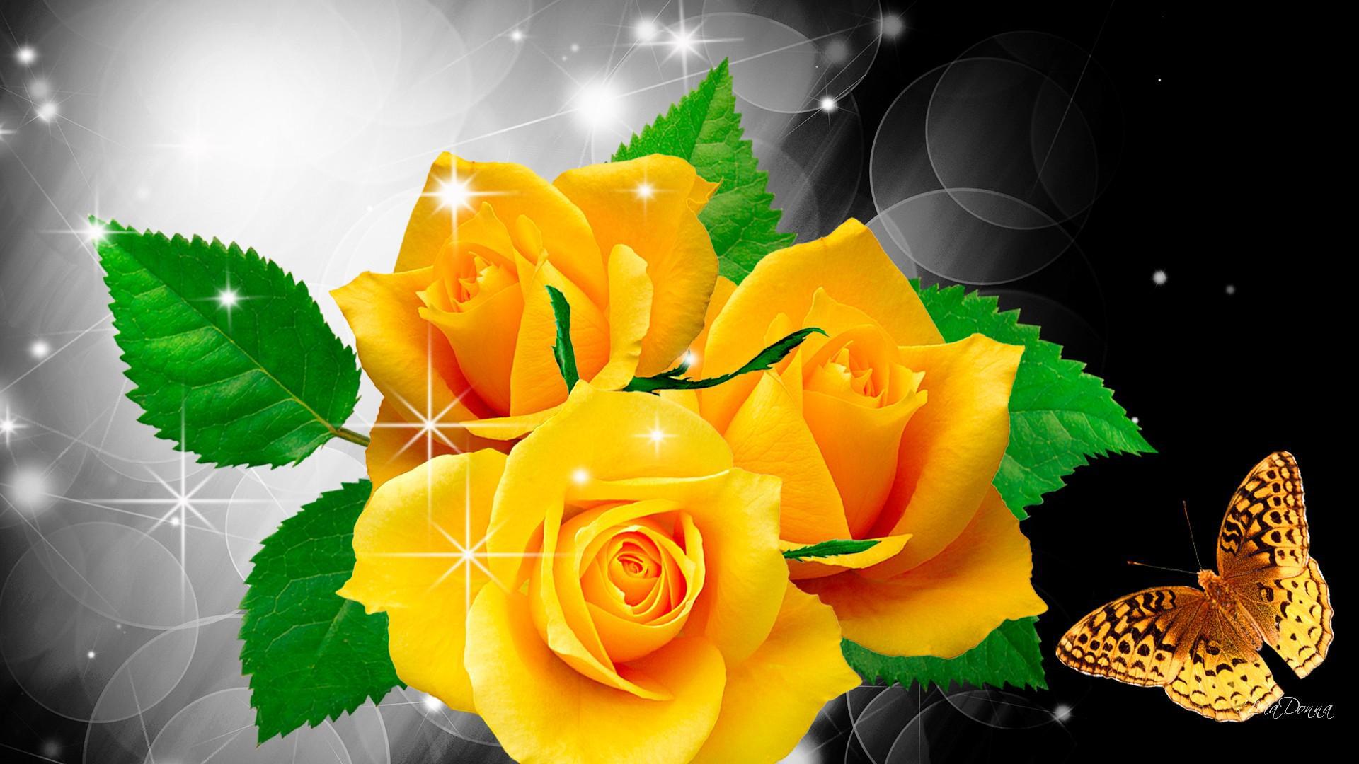 Beautiful Yellow Rose Flowers - HD Wallpaper 