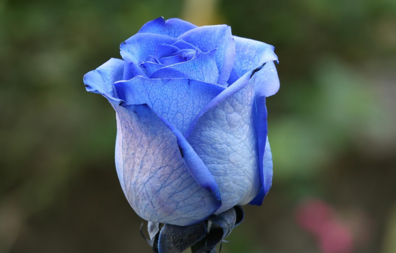 Photo Wallpaper Flower, Background, Rose, Blue Rose - Rosa Flor Azul - HD Wallpaper 