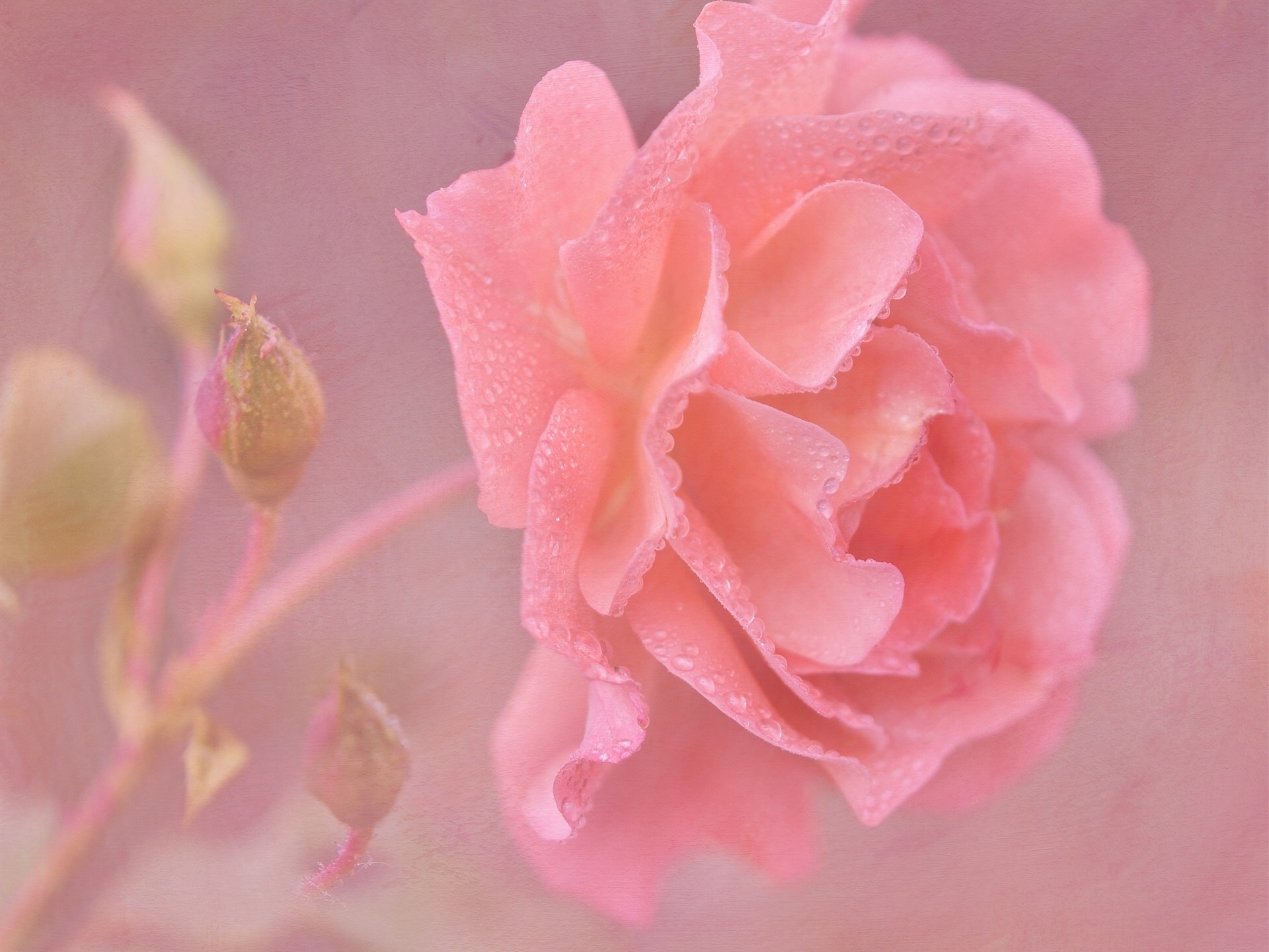 Wallpaper Pink Rose Flower Close-up, Water Drops - Close Up Flowers With Water Drops - HD Wallpaper 