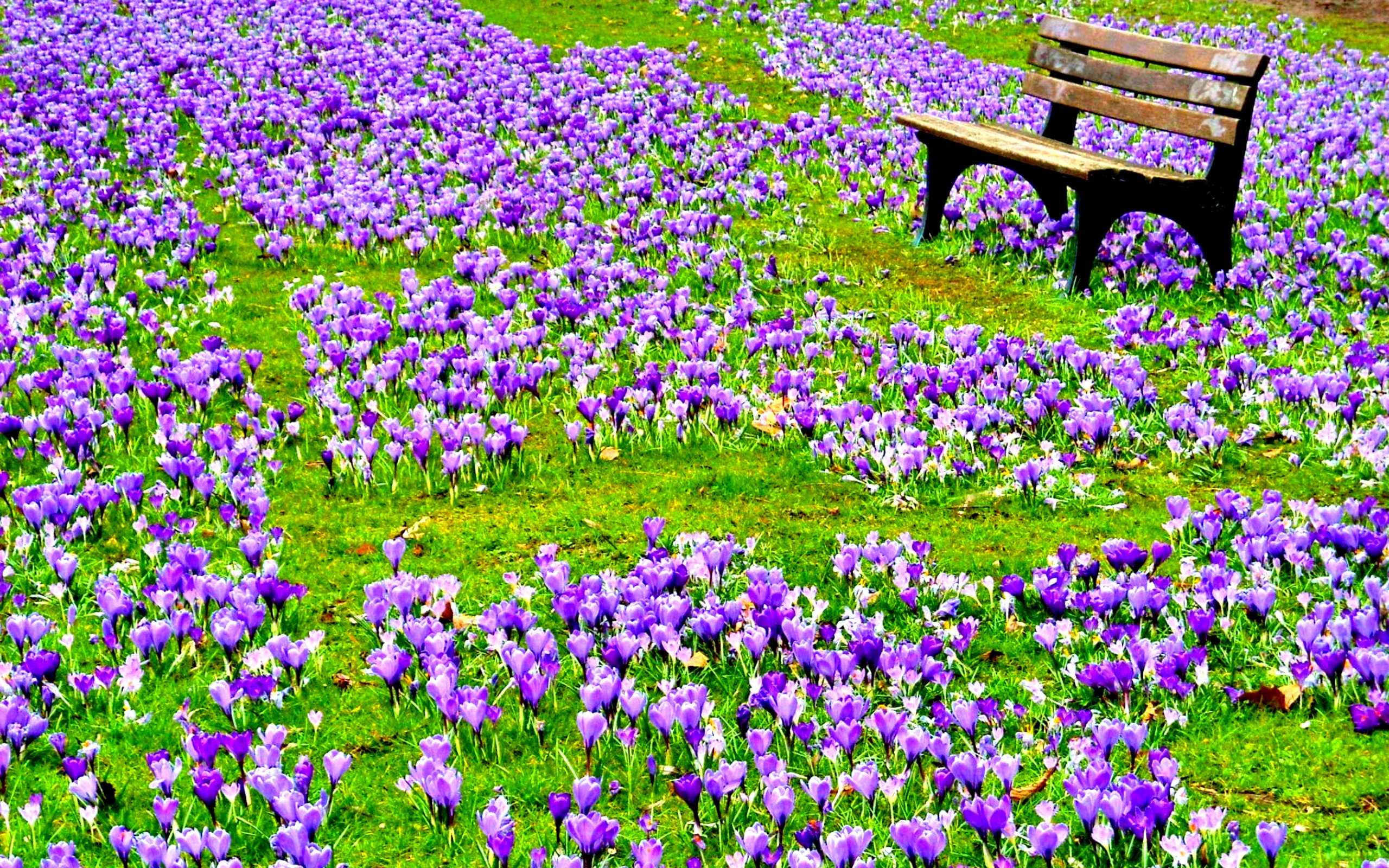Purple Flower Background 
 Data Src Free Download Spring - High Definition Spring Flowers Wallpaper Spring - HD Wallpaper 