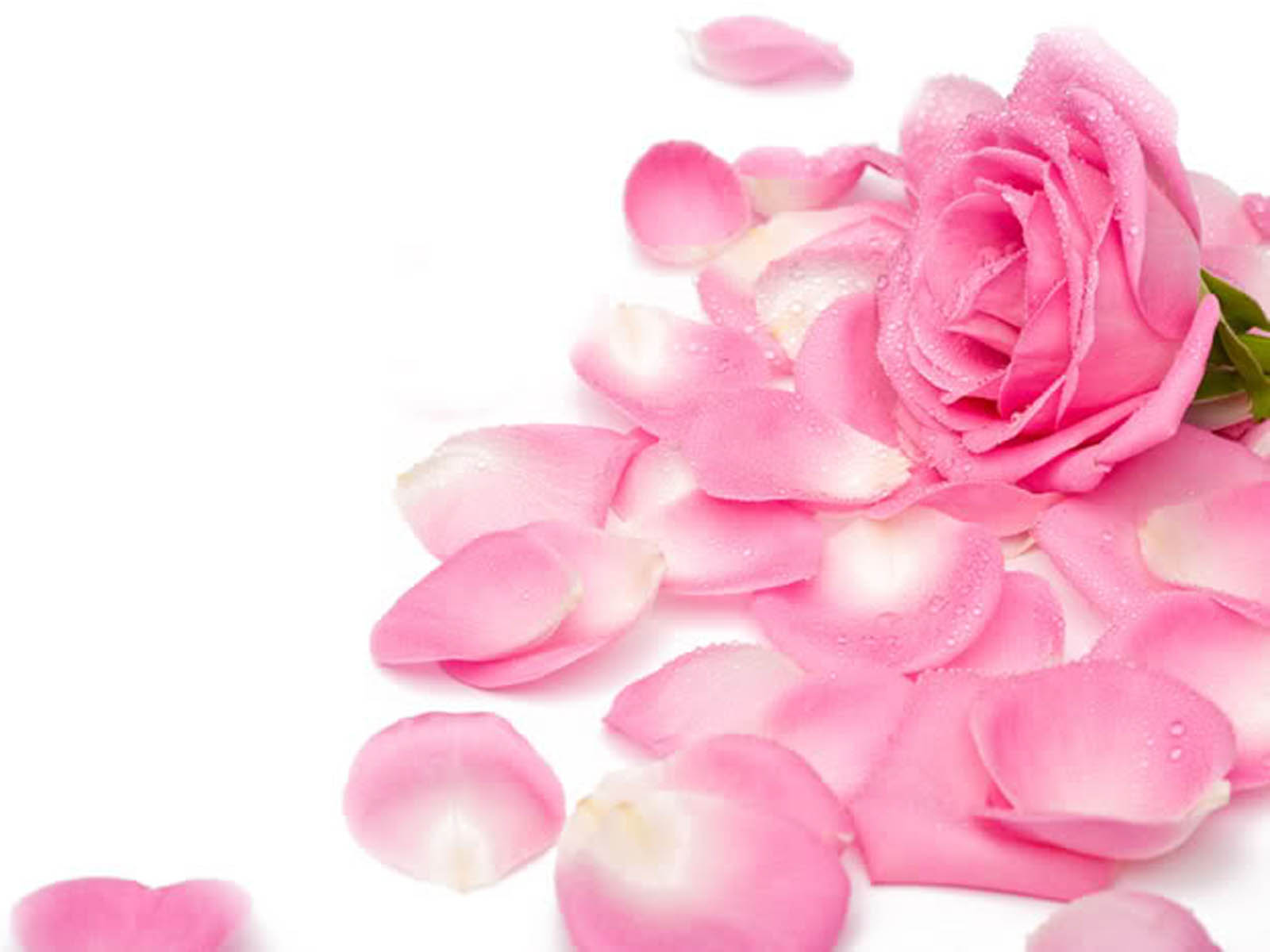 Hd Wallpapers 1080p Pink Rose - Pink Flowers Petals - 1600x1200 Wallpaper -  