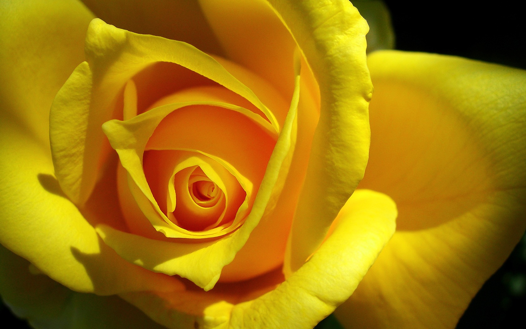Yellow Flowers Images Download - HD Wallpaper 