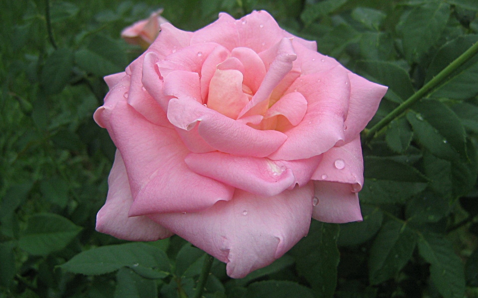 Soft Pink Rose - HD Wallpaper 