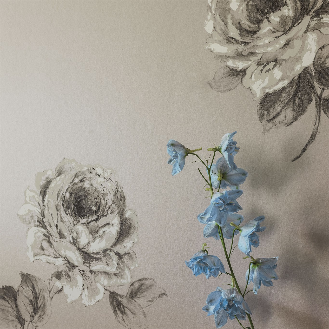 Rosa, A Wallpaper By Sanderson, Part Of The Waterperry - Sanderson Grey Flowered - HD Wallpaper 