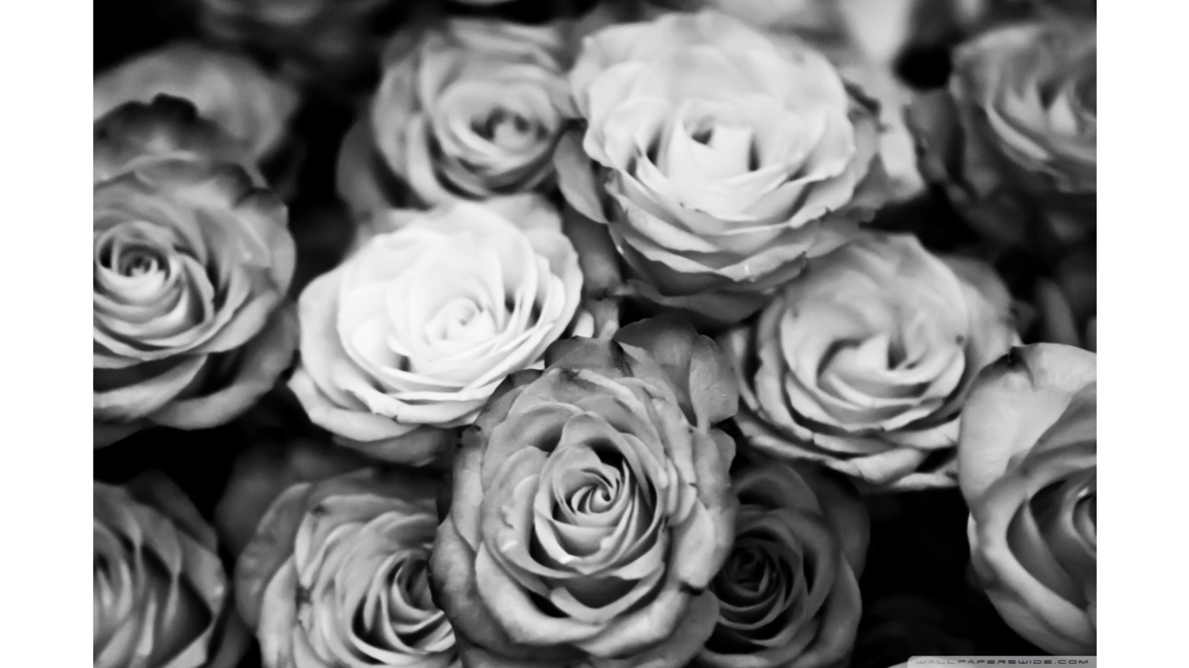 Black And White Rose Wallpaper - Black And White Roses Background - HD Wallpaper 