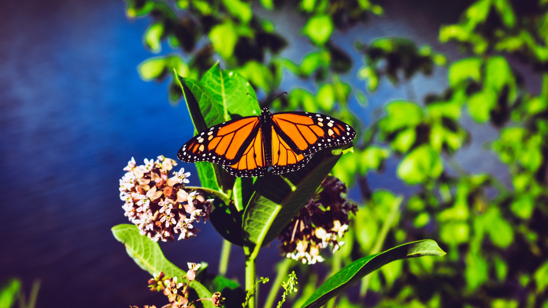 Wallpaper Monarch Butterfly, Butterfly, Bright, Patterns, - Angangueo - HD Wallpaper 
