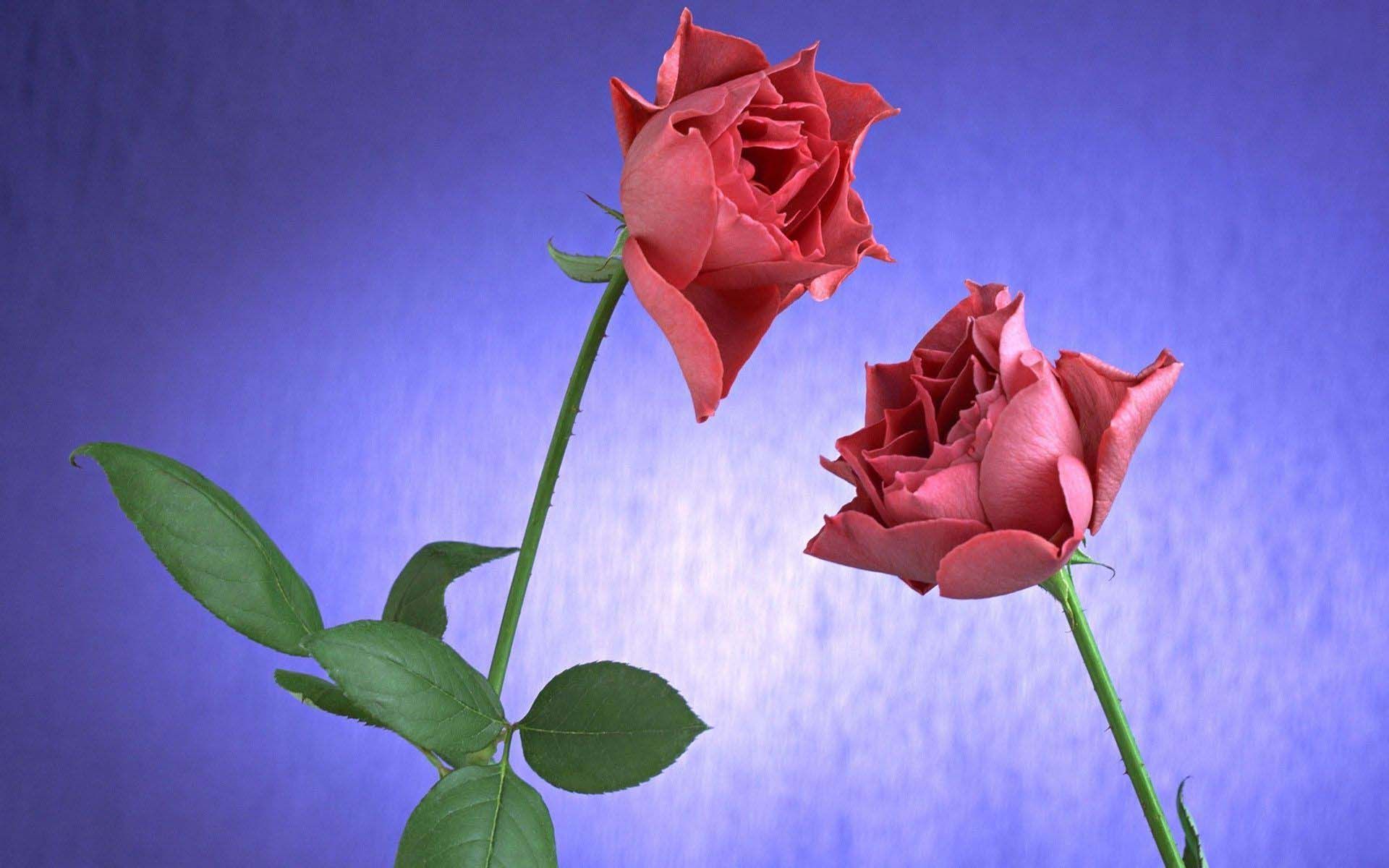Rose 068 Wallpaper - 2 Rose Images Hd - HD Wallpaper 