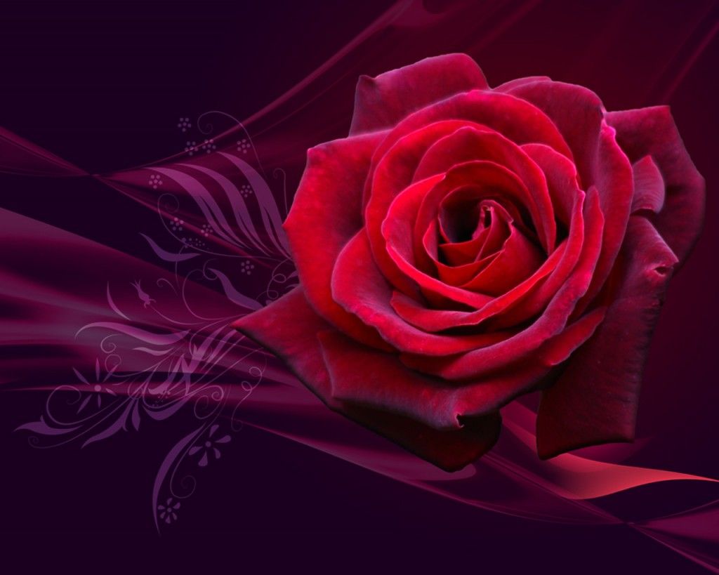 Magical Rose - HD Wallpaper 