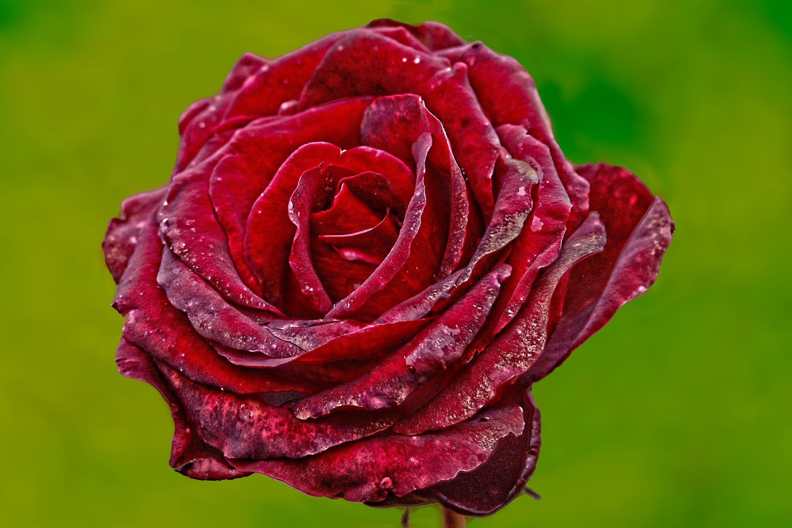 Free Rose Wallpaper Rose Wallpaper Love Rose Wallpaper - Red Rose Flower - HD Wallpaper 