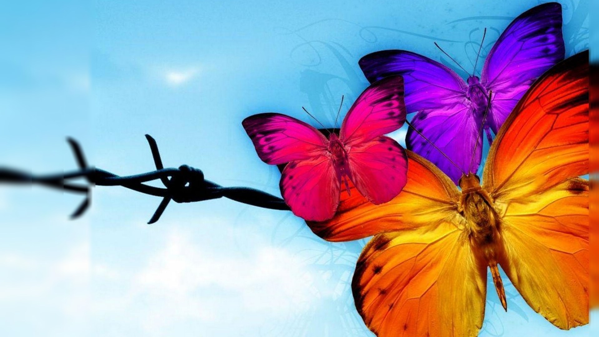 Beautiful Butterflys Wallpapers Hd - HD Wallpaper 