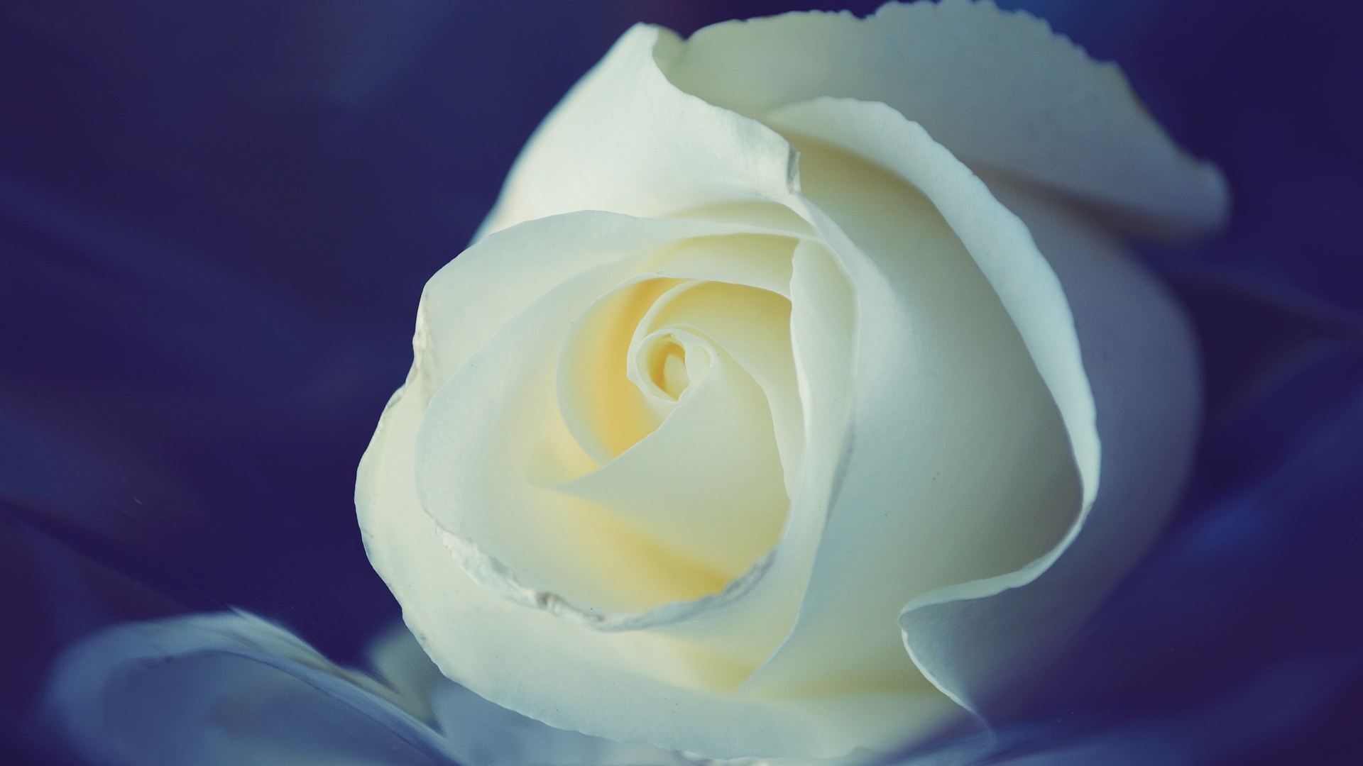 White Rose Wallpaper Hd - HD Wallpaper 
