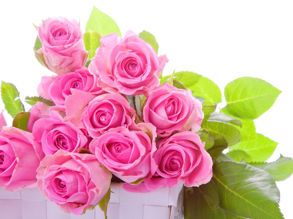 Free Download Images Of Roses - 1024x768 Wallpaper 