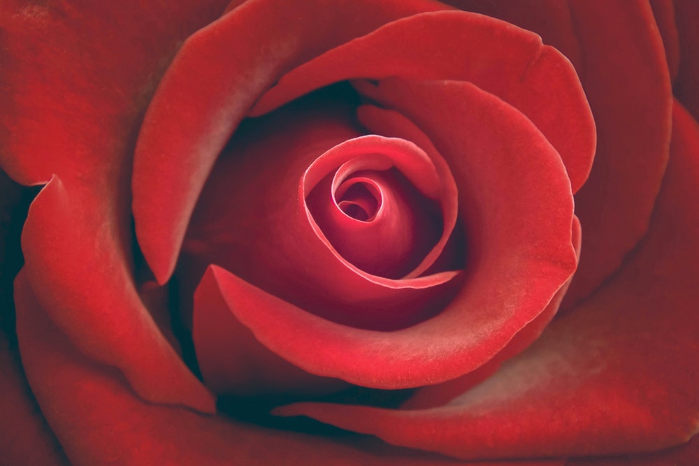 Rose Close Up Flower - HD Wallpaper 