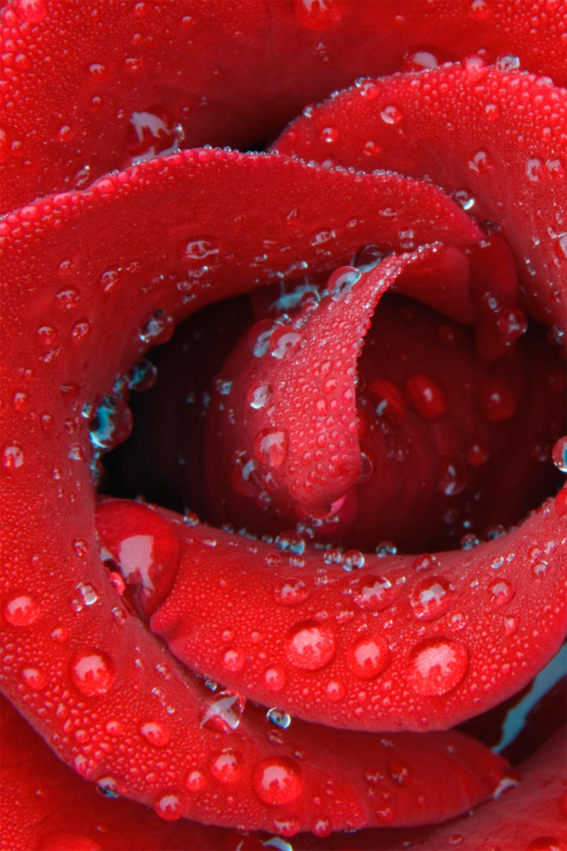 Hd Red Rose With Water Drop Iphone 4 Wallpapers - Water Drop Wallpaper Hd For Mobile - HD Wallpaper 