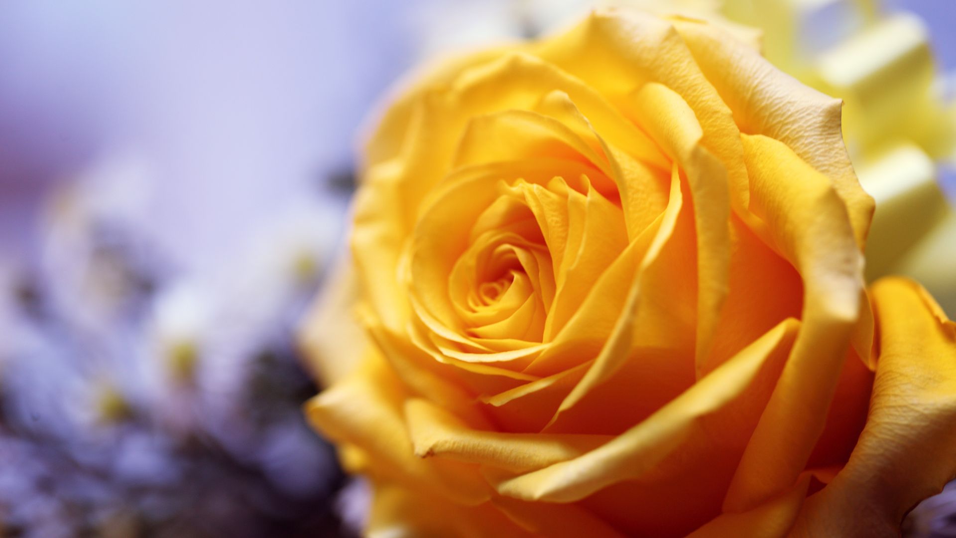 Yellow Rose Wallpaper - Garden Roses - HD Wallpaper 