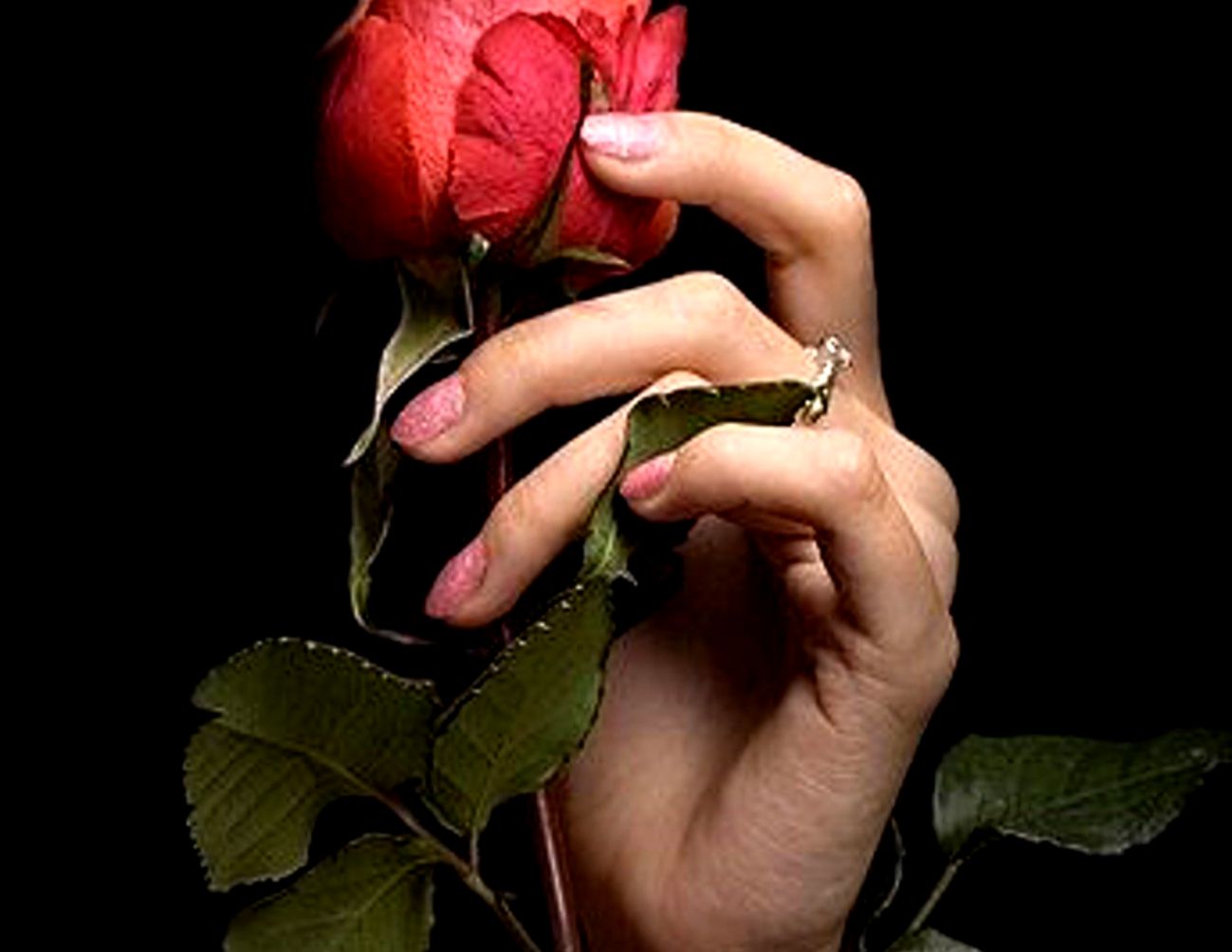 Flowers Love Hands Red Rose Full Hd Wallpaper Flowers - Rose Wallpaper In Hand - HD Wallpaper 
