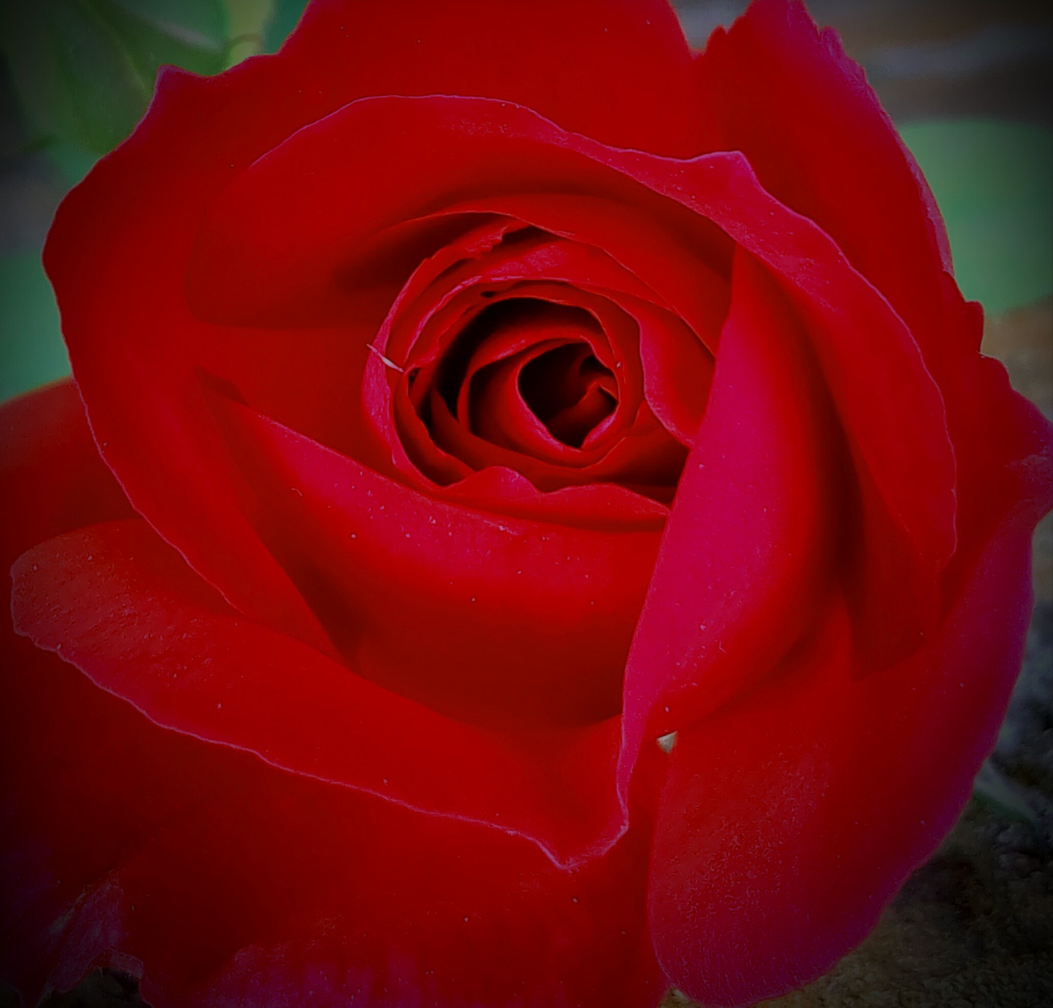 Floribunda - HD Wallpaper 