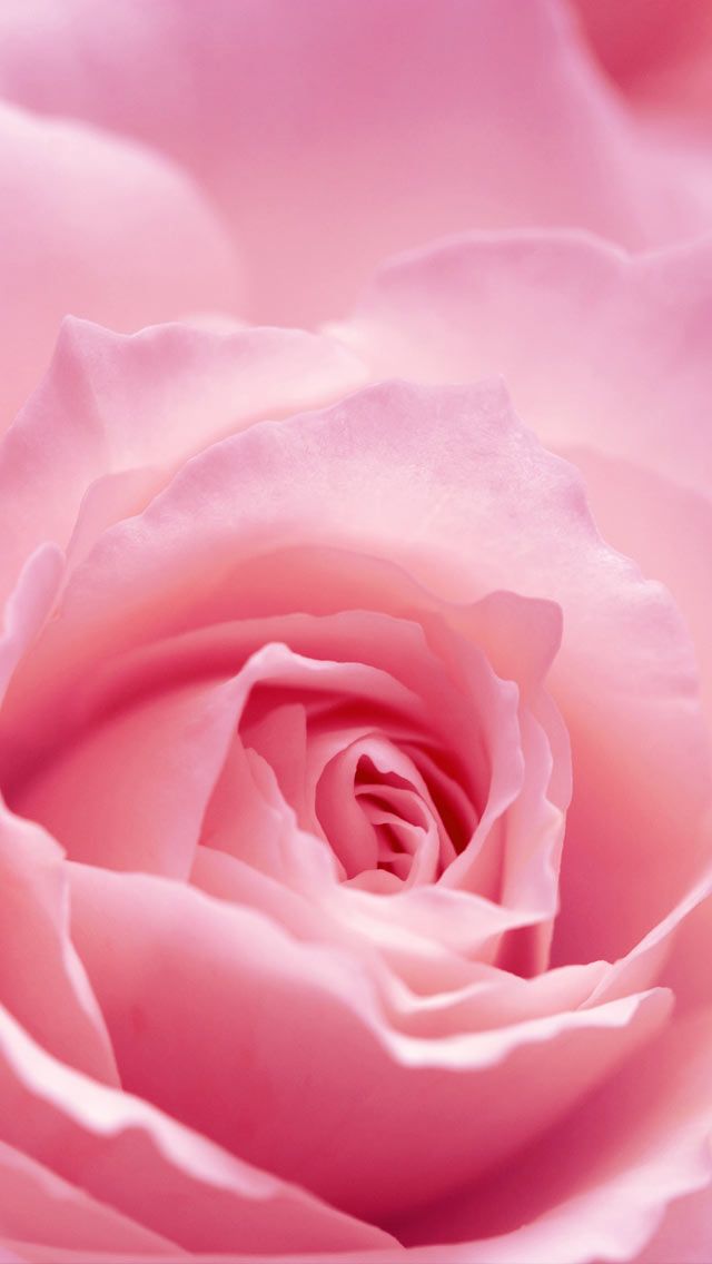 High Resolution Pink Roses - 640x1136 Wallpaper 