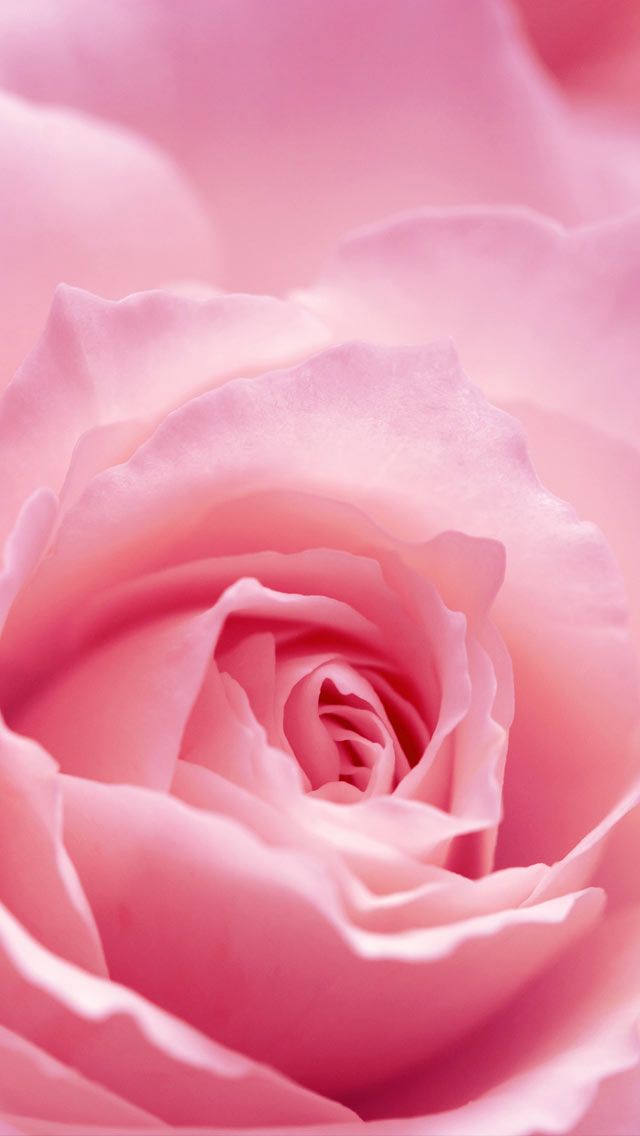 High Resolution Pink Roses - HD Wallpaper 