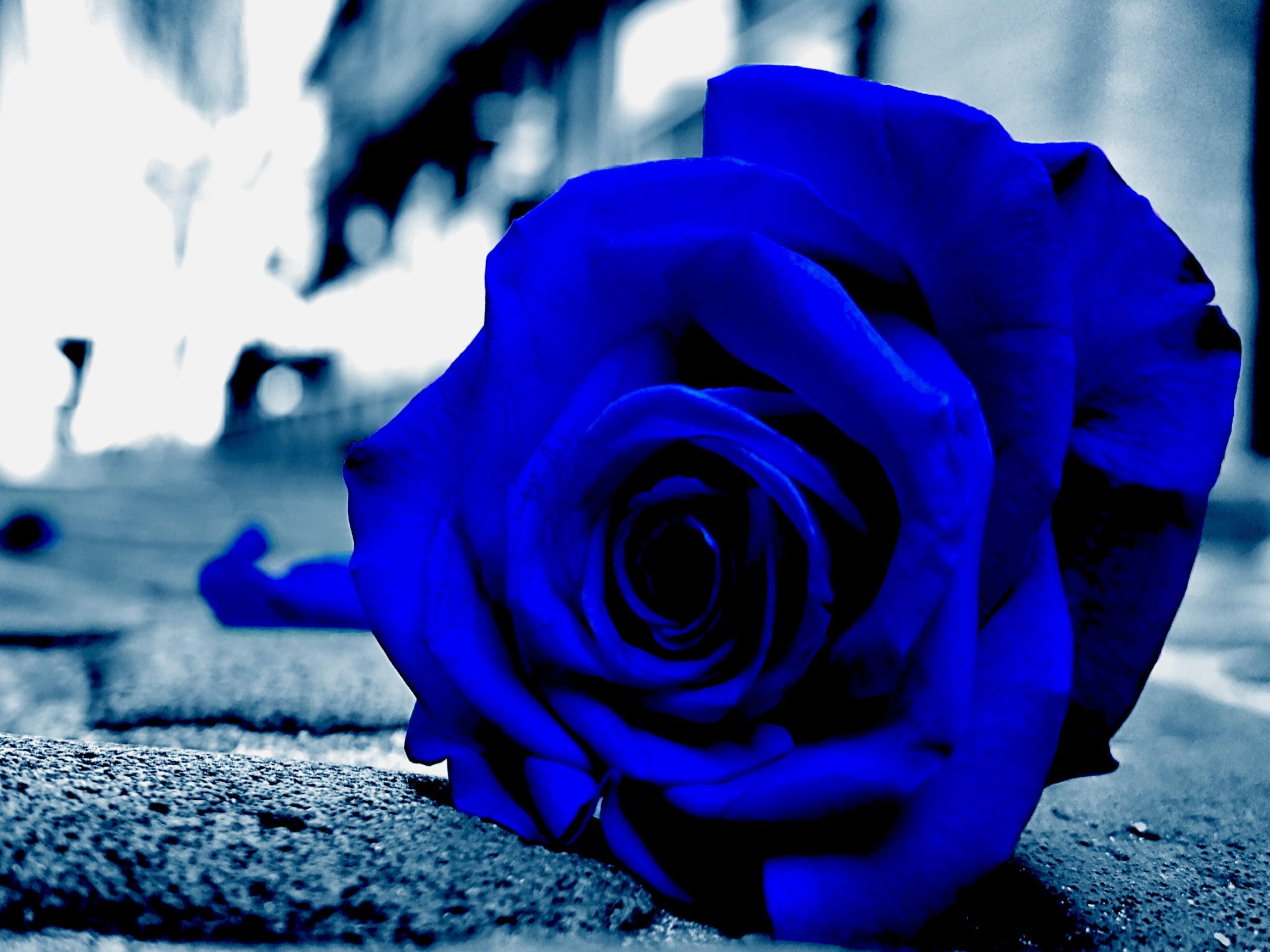 Blue, Rose, Desktop, Background, Hd, Wallpaper, Widescreen, - Desktop