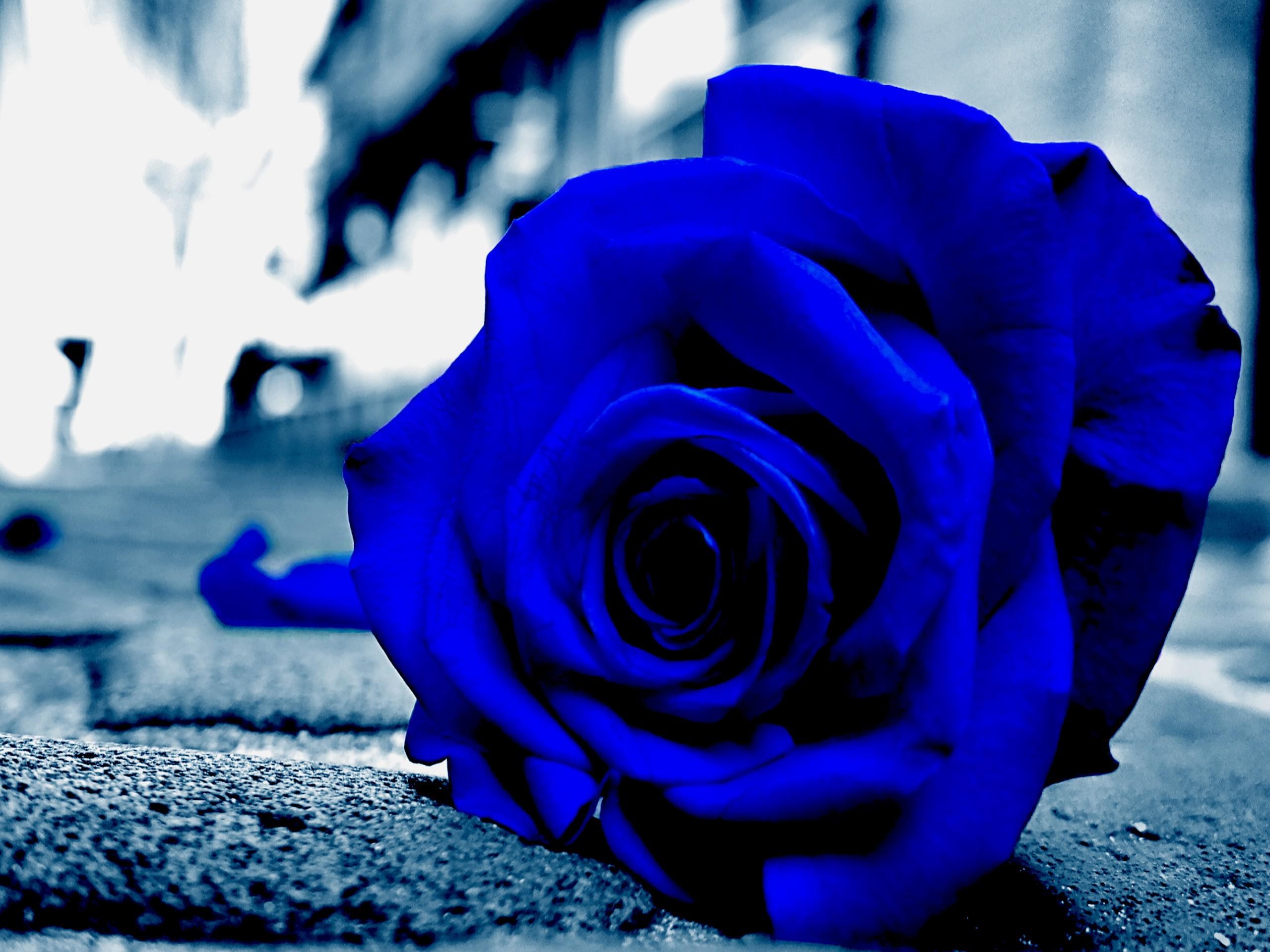 Blue, Rose, Desktop, Background, Hd, Wallpaper, Widescreen, - Desktop Background Wallpaper Rose - HD Wallpaper 