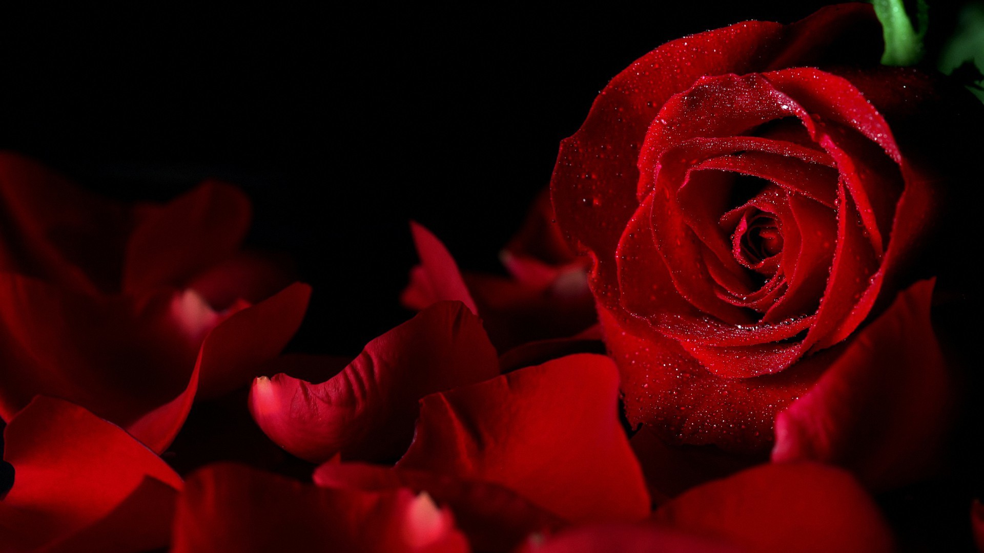 Sweet Red Rose Hd Backgrounds Data-src /w/full/d/2/9/217471 - Black Rose Flower Background - 1920x1080 Wallpaper Sweet Red Rose Hd Backgrounds Data-src /w/full/d/2/9/217471 - Black Rose Flower Background - 1920x1080 Wallpaper