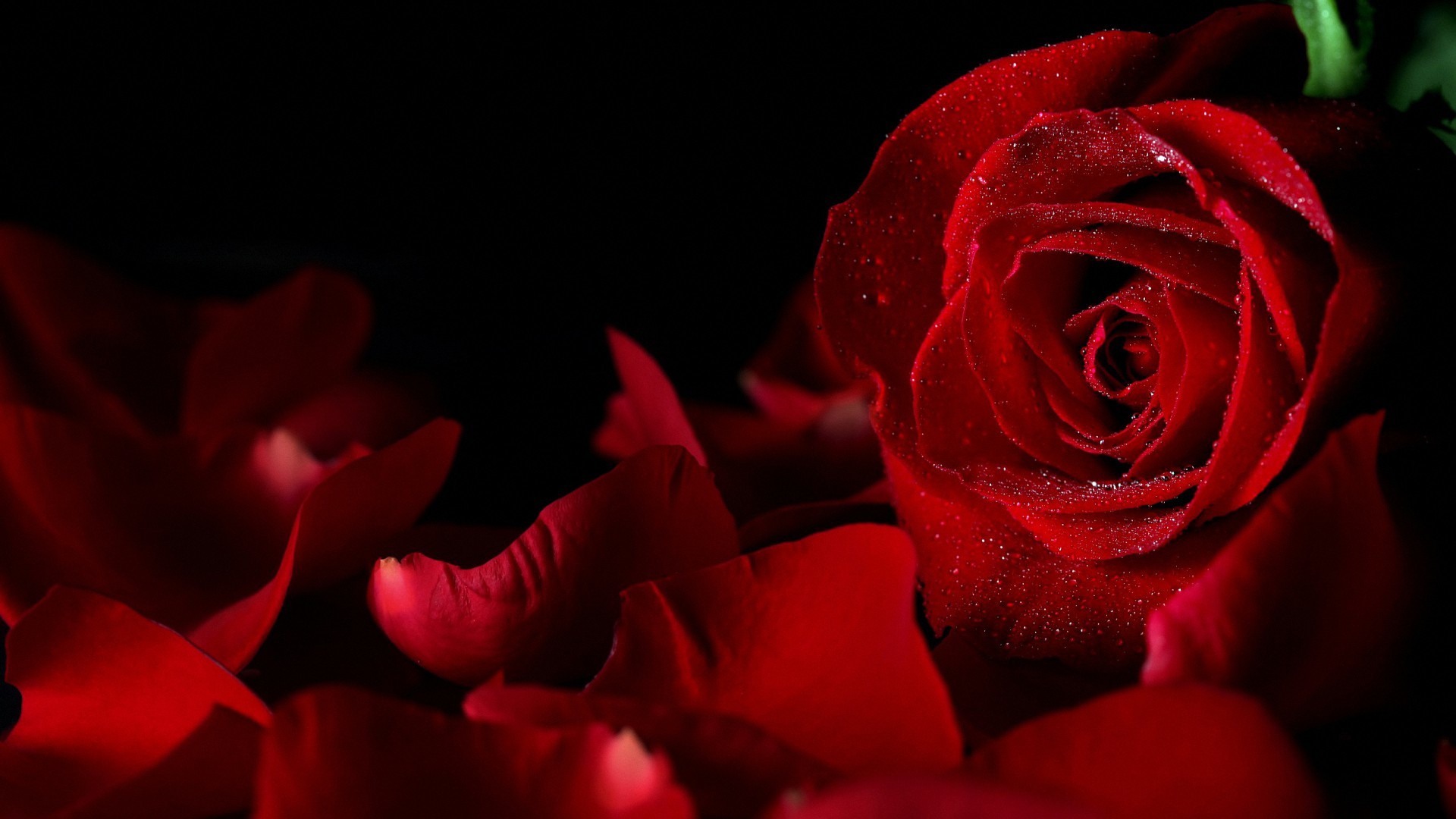 Sweet Red Rose Hd Backgrounds 
 Data-src /w/full/d/2/9/217471 - Black Rose Flower Background - HD Wallpaper 