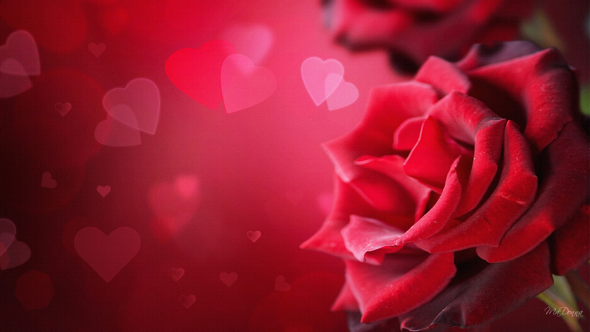 Hd 3d Love Rose Wallpaper High Definition Wallpapers - High Resolution Wedding Anniversary Background - HD Wallpaper 