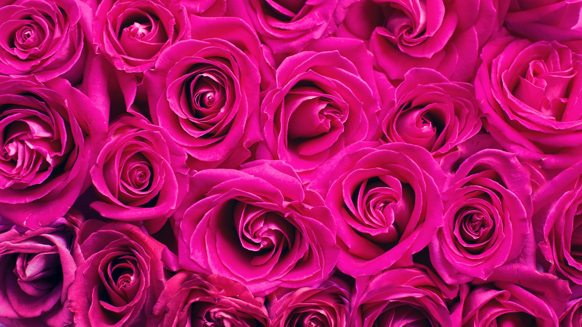 Wallpaper Roses, Pink, Flowers, Bouquet, Petals - Roses Pink - 1920x1080  Wallpaper 