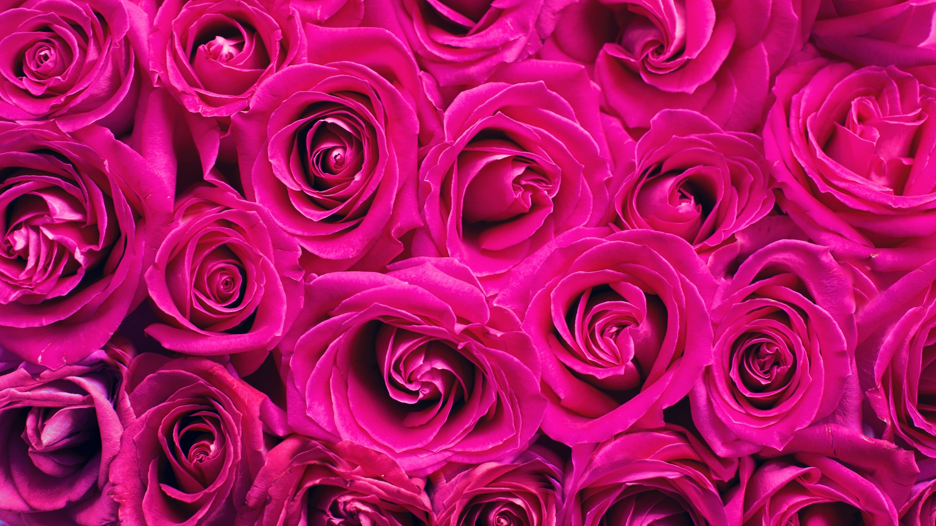 Wallpaper Roses, Pink, Flowers, Bouquet, Petals - Roses Pink - HD Wallpaper 