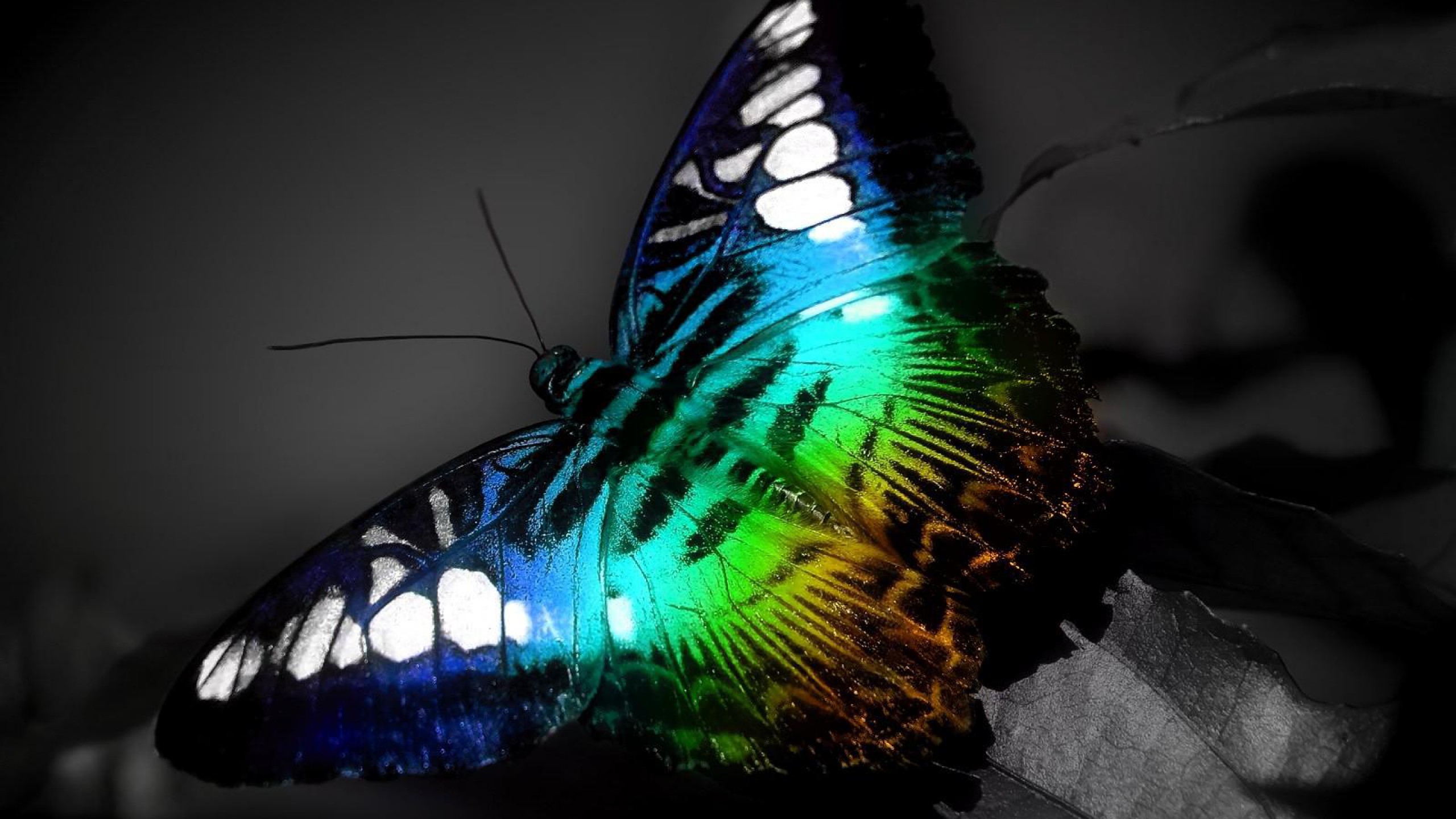 Butterfly Computer Wallpaper - Wallpaper - HD Wallpaper 