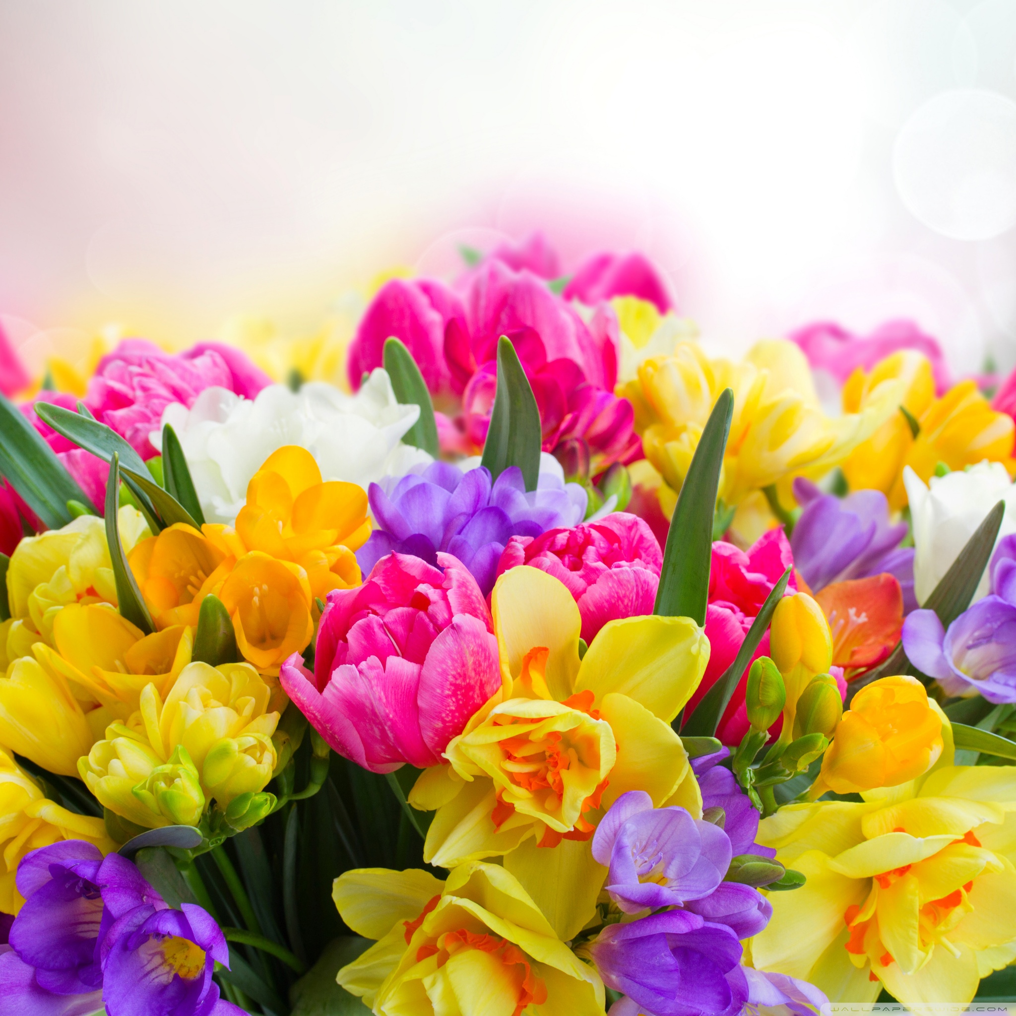 Spring Wallpaper For Ipad Air - HD Wallpaper 