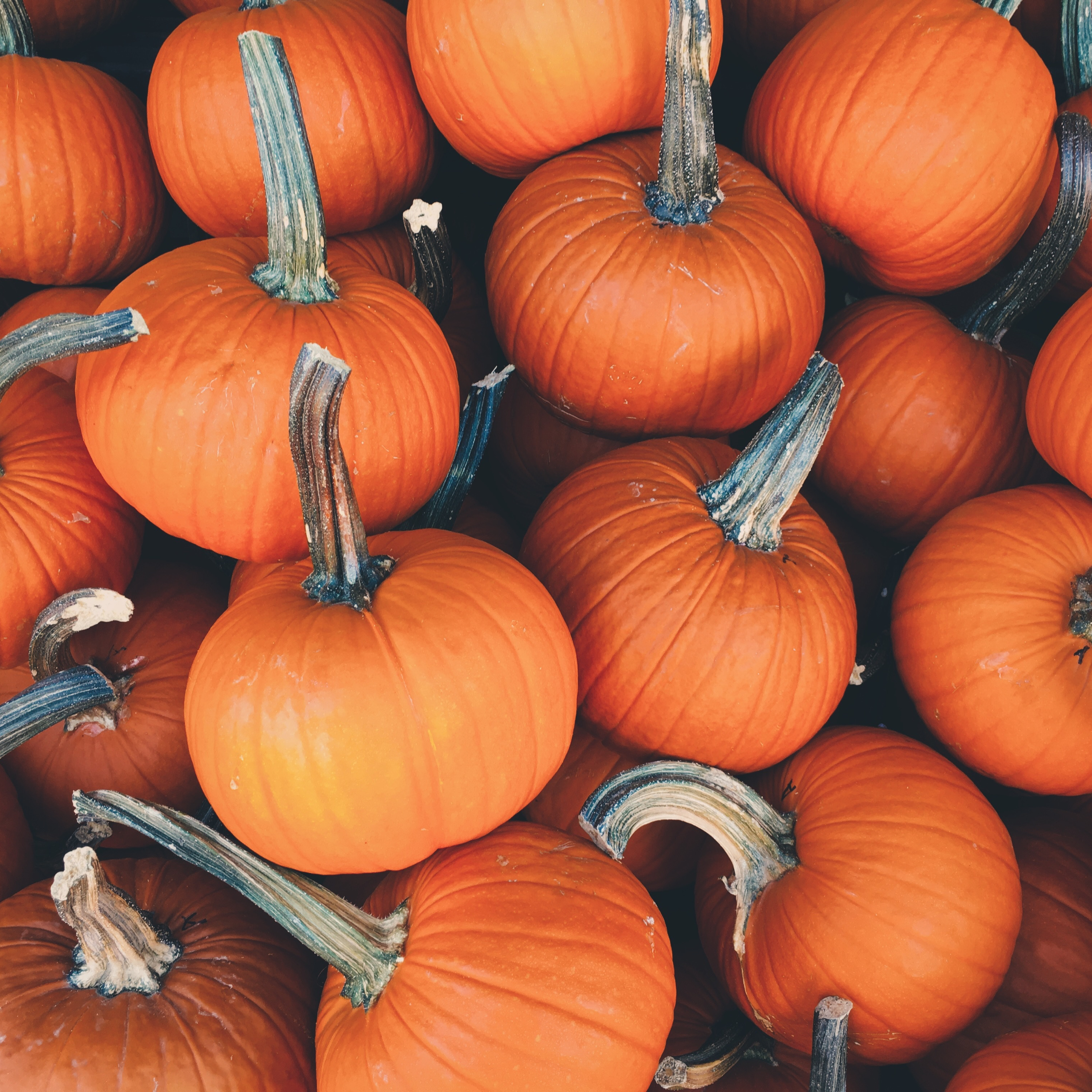 A Touch Of Pumpkin Spice For Mac Iphone Ipad And Pumpkin Wallpaper For Macbook 2732x2732 Wallpaper Teahub Io