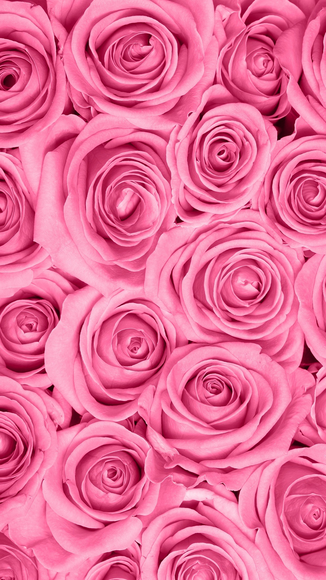 Spring Wallpaper, Rose Wallpaper, Mobile Wallpaper, - Pink Roses Wallpaper Phone - 1242x2208 Wallpaper Spring Wallpaper, Rose Wallpaper, Mobile Wallpaper, - Pink Roses Wallpaper Phone - 1242x2208 Wallpaper