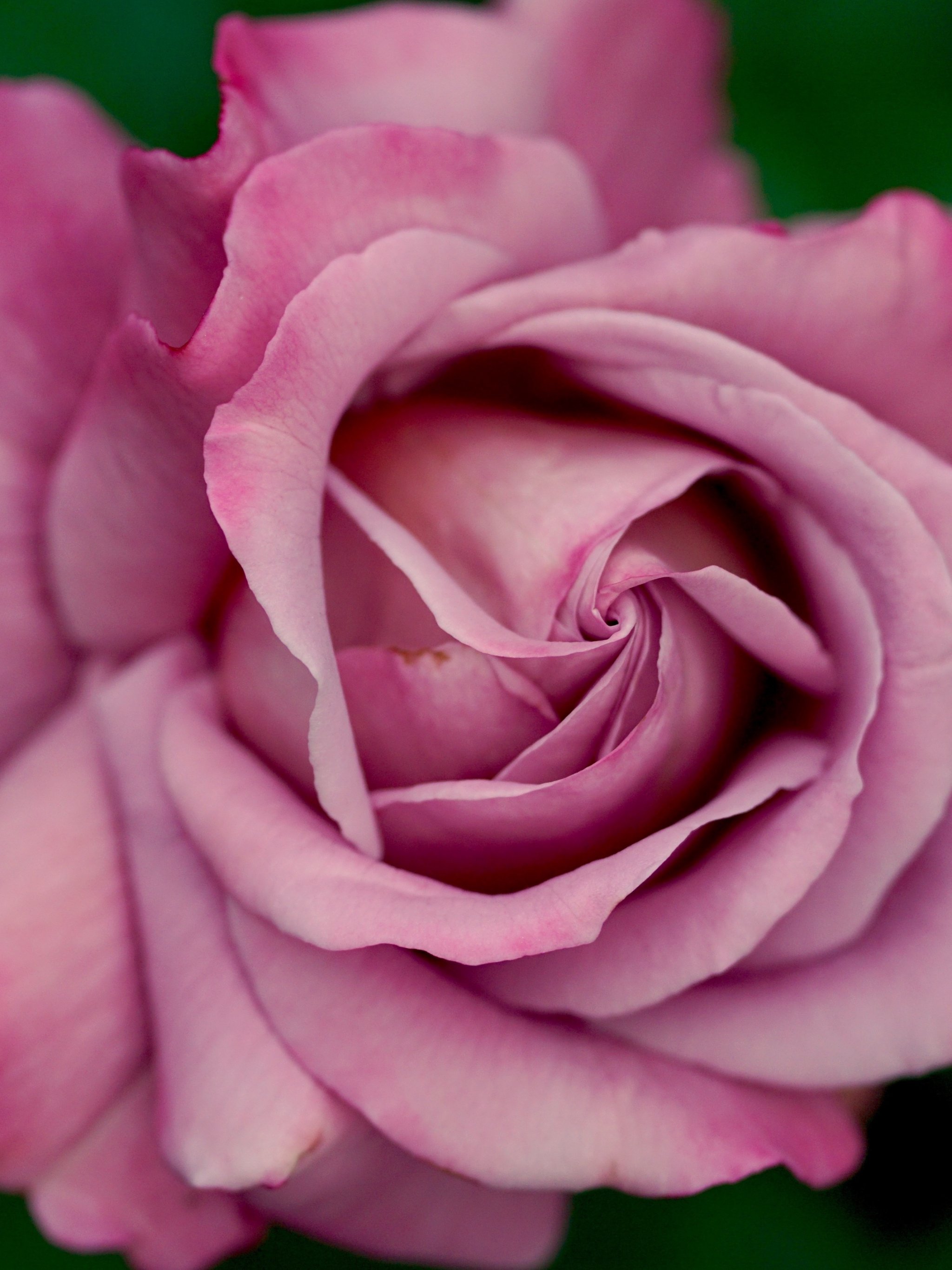 Pink Rose Wallpaper Hd For Android - HD Wallpaper 