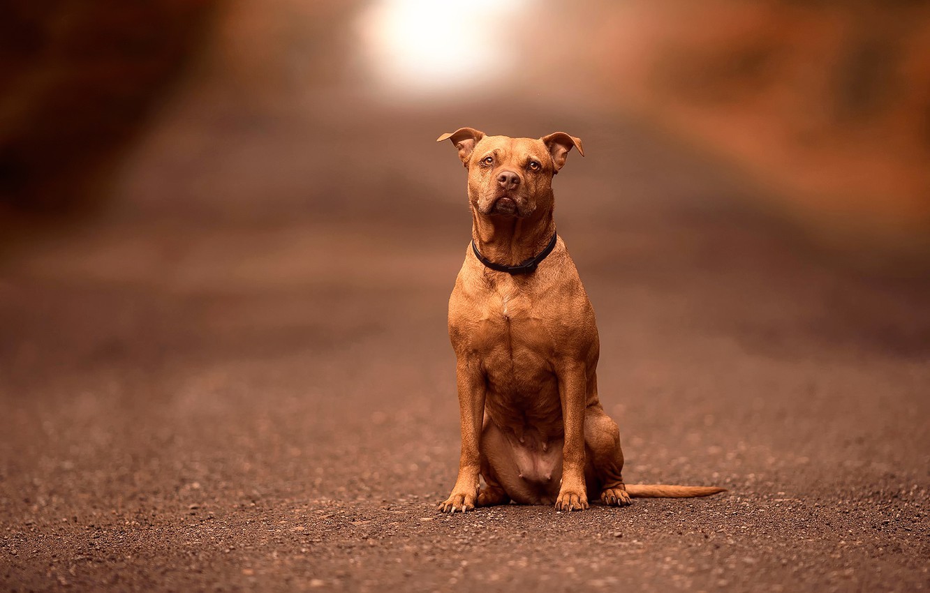Photo Wallpaper Dog, Bokeh, Pitbull - Dog Background Images Pitbull - HD Wallpaper 