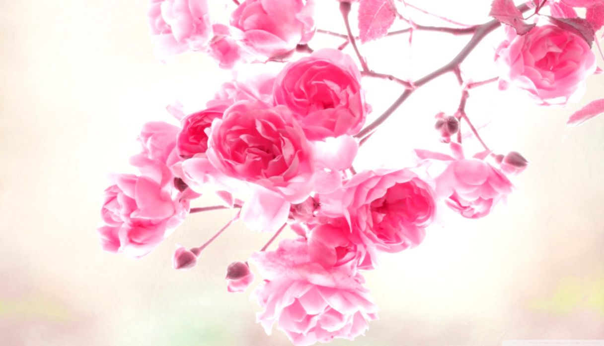 Pink Roses Flowers ❤ 4k Hd Desktop Wallpaper For 4k - Pink Rose Wallpaper  Hd - 1216x698 Wallpaper 