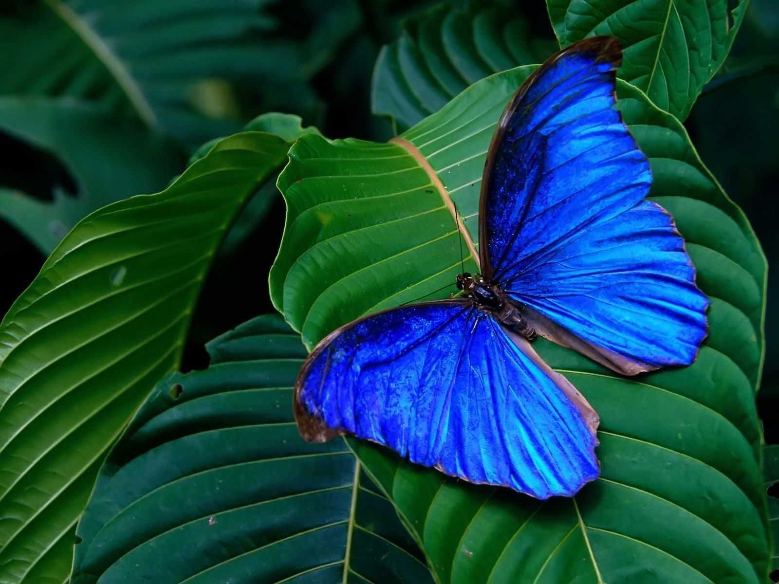 Blue Morpho Amathonte Wallpaper - Green And Blue - HD Wallpaper 