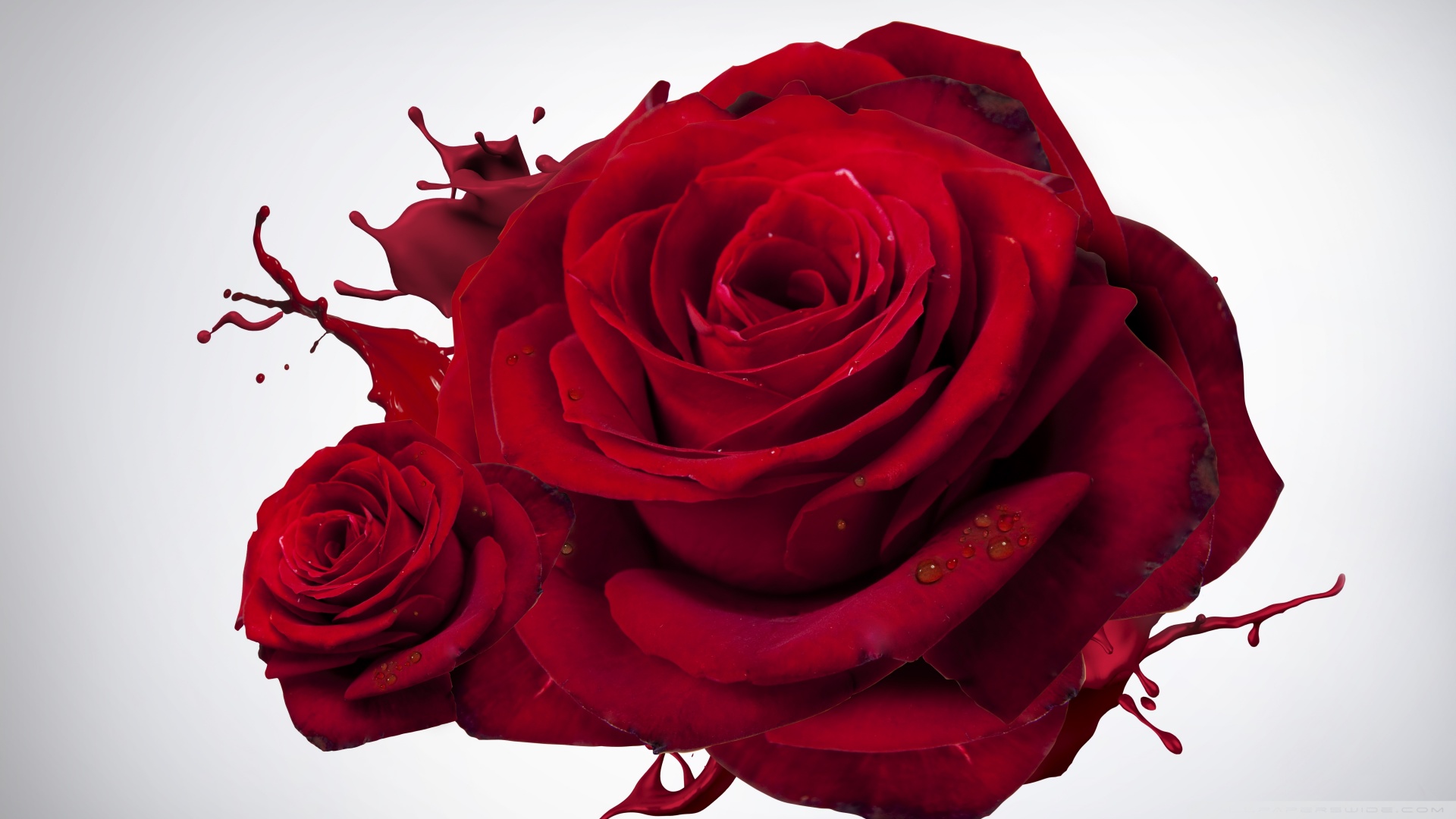 Rose Day Wishes For Husband - HD Wallpaper 